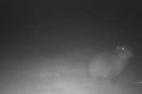 Picture of Samba, Marwell Zoo's missing capybara, from October 2026.