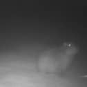Picture of Samba, Marwell Zoo's missing capybara, from October 2026.