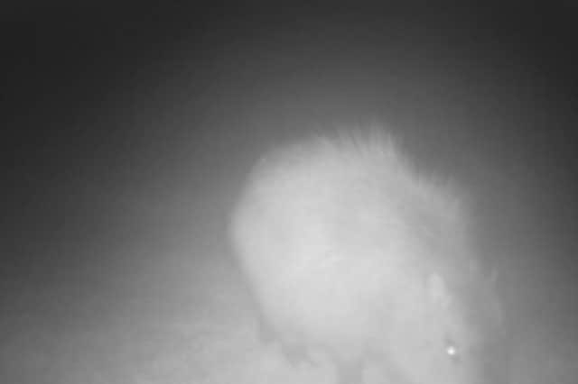 Marwell Zoo are keeping Samba's location under wraps to avoid any stress on the capybara.