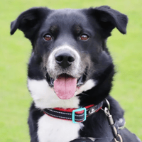 Portsmouth council considers more flexible pet rules for tenants