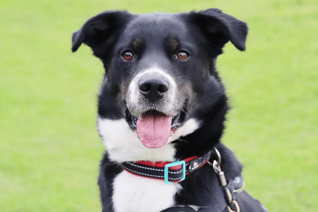 A 2-year-old Border Collie cross who loves life, Domino is a smart, fun-loving lad looking for his ultimate outdoor adventure buddy. Extremely food-motivated and great in the car, he thrives on training and loves embarking on big hikes. Domino will make a loyal companion in a calm, adult-only home with a secure garden where he can be the only pet.