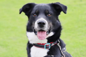 A 2-year-old Border Collie cross who loves life, Domino is a smart, fun-loving lad looking for his ultimate outdoor adventure buddy. Extremely food-motivated and great in the car, he thrives on training and loves embarking on big hikes. Domino will make a loyal companion in a calm, adult-only home with a secure garden where he can be the only pet.