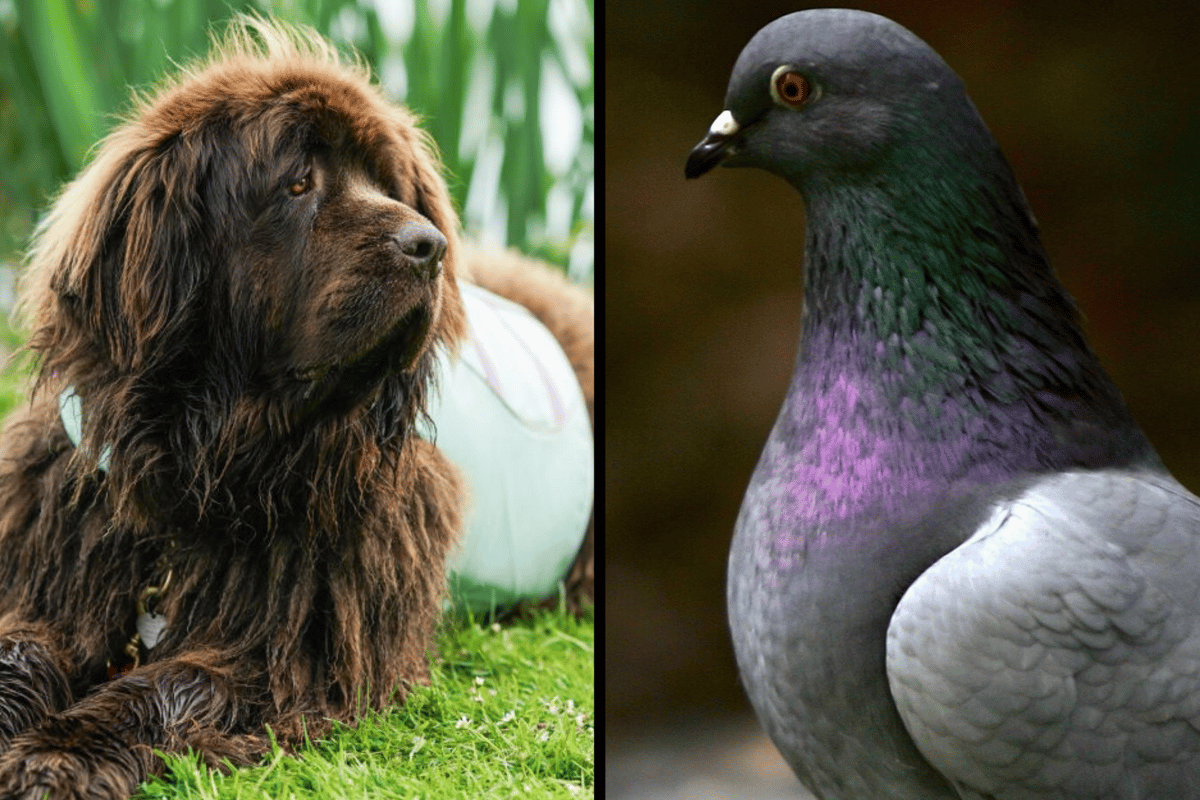 Ban on feeding pigeons and dogs in play parks set to be reviewed by Havant Borough Council