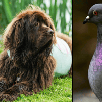 Ban on feeding pigeons and dogs in play parks set to be reviewed by Havant Borough Council