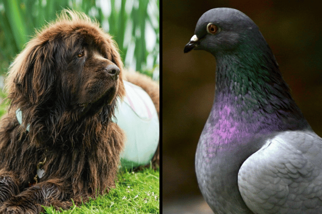 Havant Borough Council is reviewing its Public Spaces Protection Orders on dog fouling and pigeon feeding