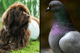 Havant Borough Council is reviewing its Public Spaces Protection Orders on dog fouling and pigeon feeding