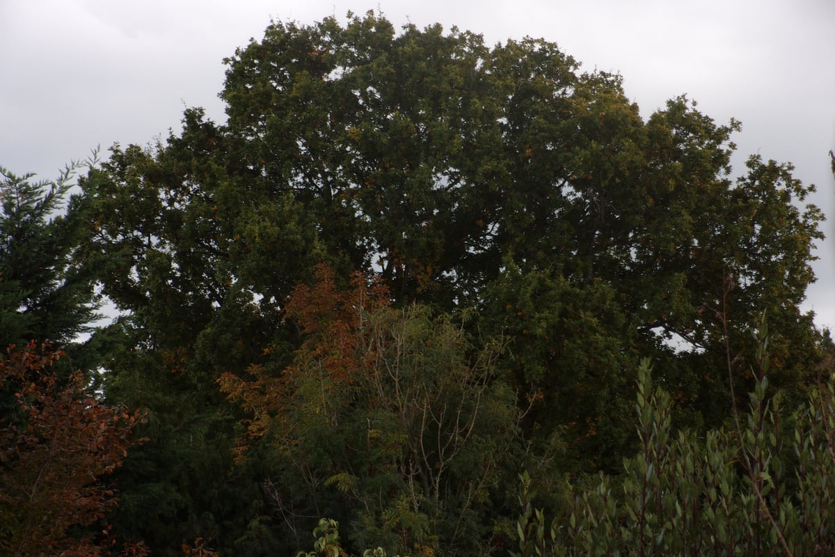 Angry locals fear 'wonderful' oak tree could be toppled despite residents objecting to plans