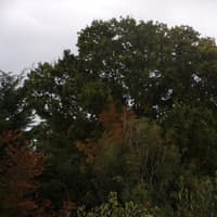 Angry locals fear 'wonderful' oak tree could be toppled despite residents objecting to plans