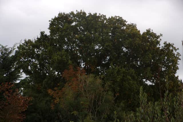 The oak tree in Lodge Road, Locks Heath, that could be felled