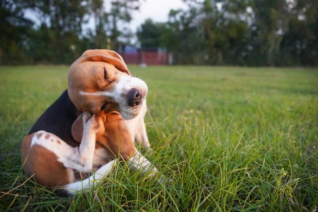 Symptoms of hay fever include skin irritation. 