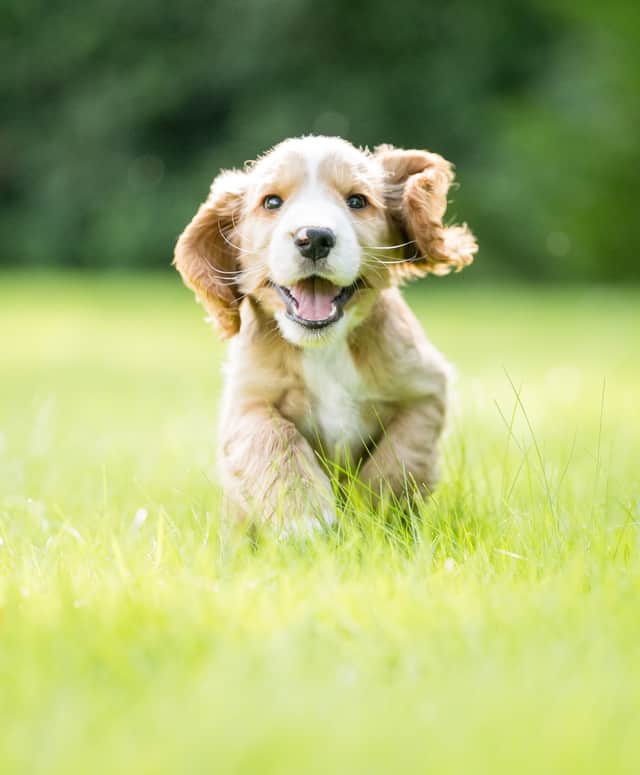 Hearing Dogs puppy Bobby
