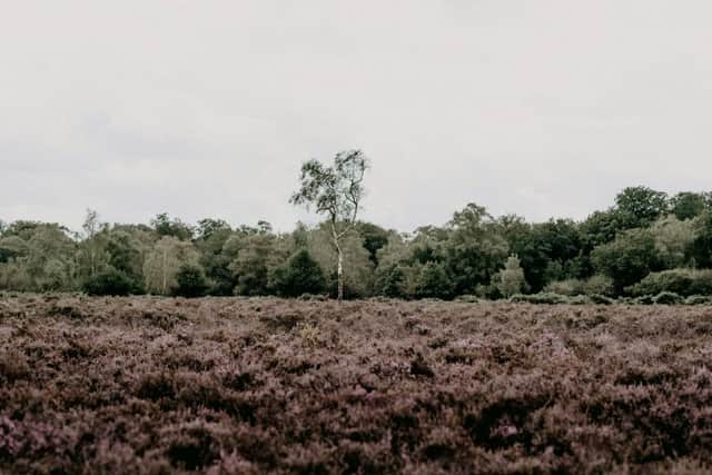 New Forest National Park