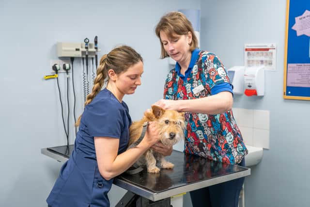 Vaccinations remain one of the most effective ways to protect pets from potentially life-threatening illnesses.