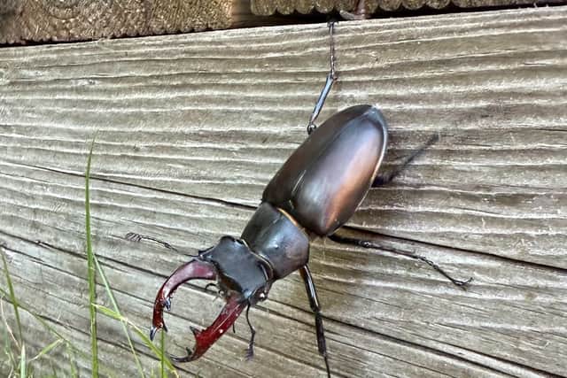 A male stag beetle in a garden.
