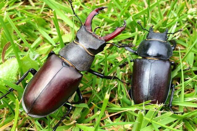 A male and female stag beetle.