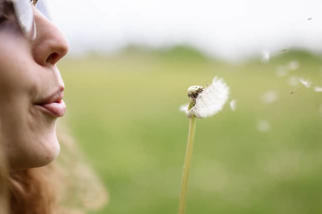 Woman in field gently blowing on a dandelion.