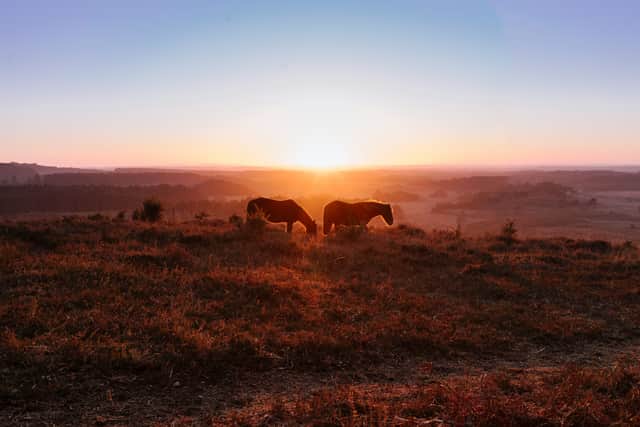 New Forest ponies graze on the open heathland as the sun sets over the national park in Hampshire.