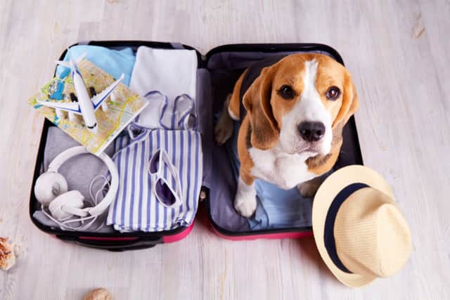 More subtle behaviours - like lip licking, excessive yawning, restlessness or panting - can be early indicators that a dog is feeling unwell during a journey