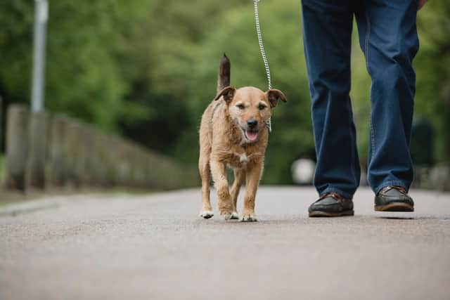 Although it cannot be cured, a combination of veterinary care, pain management, weight control and lifestyle adjustments can help affected pets remain active