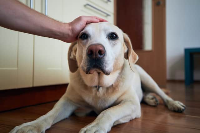 Arthritis is a progressive condition that causes inflammation, stiffness and joint pain in cats and dogs