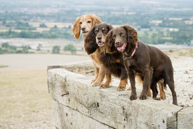 Three of the charity's keenest walkers!
