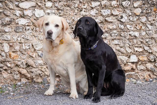 Winnie (left) and Kizzy.