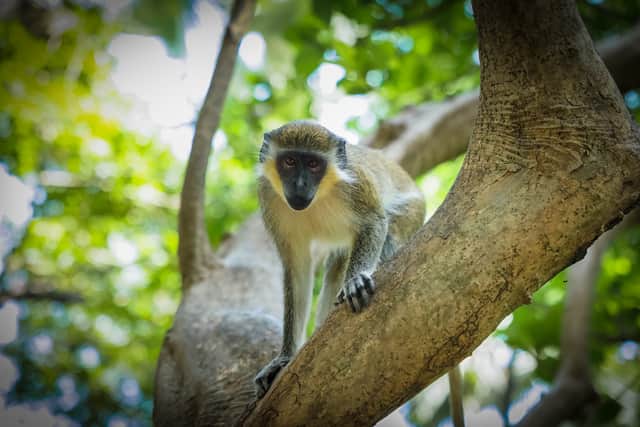 Vervet monkey