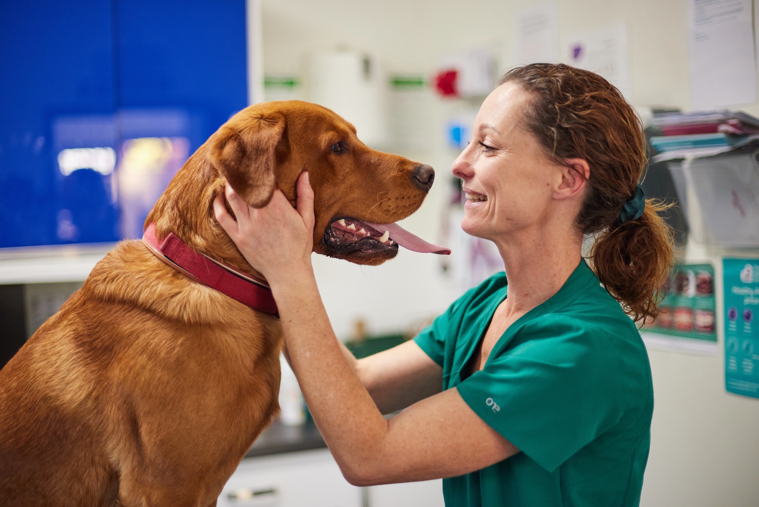 Most senior pets affected by dental disease, warns Havant vet