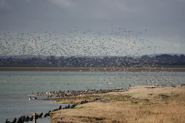 Coastal birds in Chichester Harbour