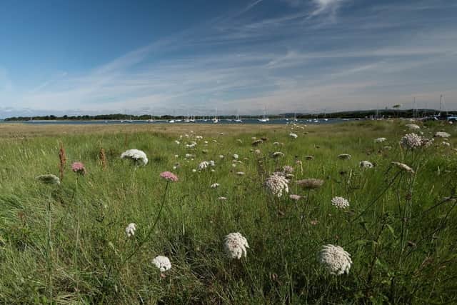 Saltmarsh in Chichester Harbour