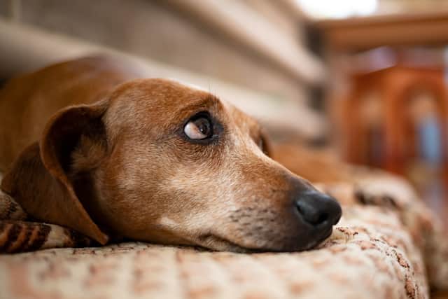 • For dogs with established firework fears, longer-term approaches can include carefully managed desensitisation and counterconditioning