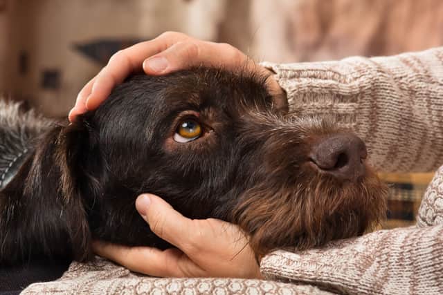 • Owners can help frightened dogs by creating a safe place they can retreat to, closing curtains to reduce flashes, providing appropriate background noise, and keeping dogs indoors when fireworks are being let off