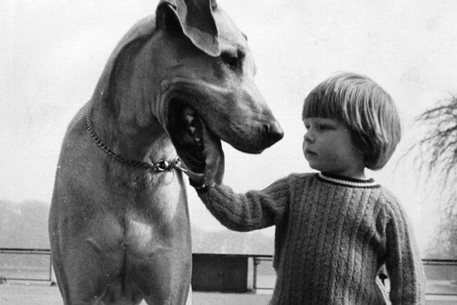 The big fellow and the little fellow out for a walk in Roundhay Park were big pals. This is young Christopher Carter with Great Dane Henry. The pair lived a few doors down from each other in Roundhay.