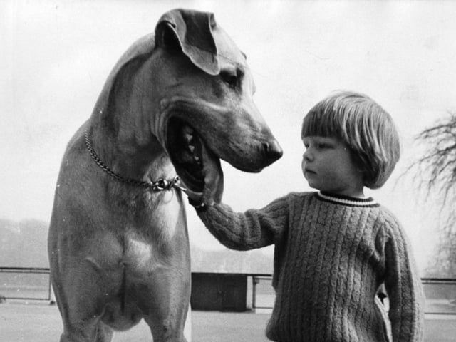 The big fellow and the little fellow out for a walk in Roundhay Park were big pals. This is young Christopher Carter with Great Dane Henry. The pair lived a few doors down from each other in Roundhay.