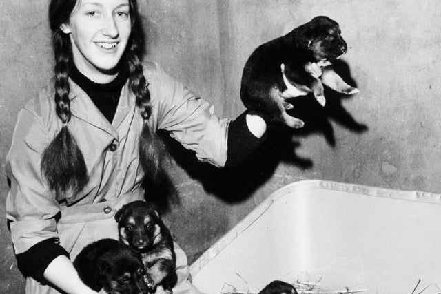 These Alsatian pups, born in the garden of an empty house in Cowper Street were being cared for the RSPCA. Pictured is kennel maid Marion Sarchfield.