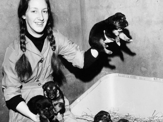 These Alsatian pups, born in the garden of an empty house in Cowper Street were being cared for the RSPCA. Pictured is kennel maid Marion Sarchfield.