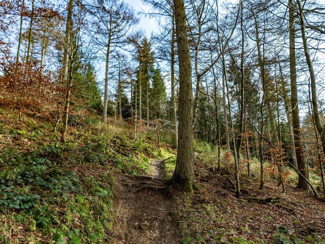Starting to venture further away from town now but with Dalby on our doorstep and open again it had to be on the list. Miles of woodland trails to explore here, and fun to be had for all ages.