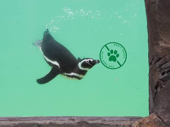 No touching: This penguin points the way
