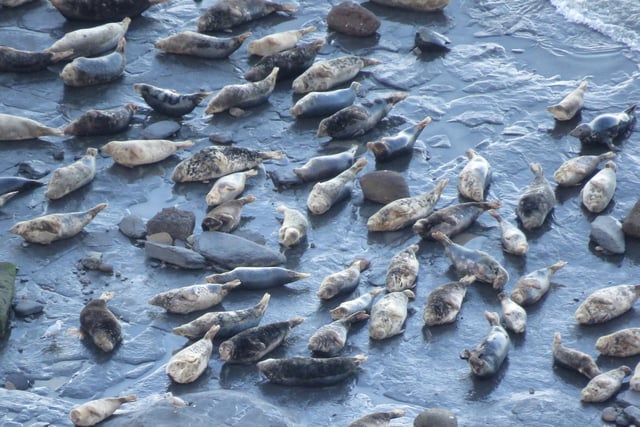 Seal colony with many pups in a secluded Scarborough bay