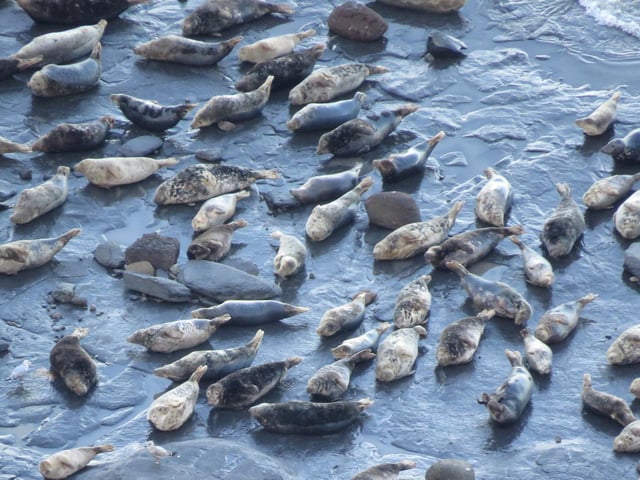 Seal colony with many pups in a secluded Scarborough bay