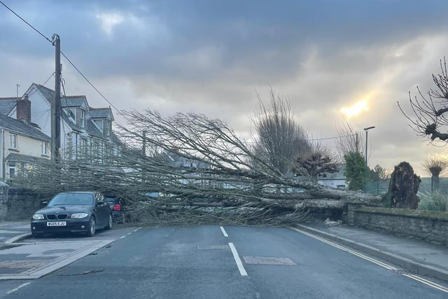 A fallen tree on Egloshaye Road in Wadebridge, north Cornwall