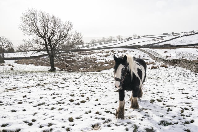 A horse in snowy conditions near Reeth, North Yorkshire