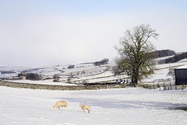 A sheep and a lamb in fresh snowfall near Barden Moor, North Yorkshire