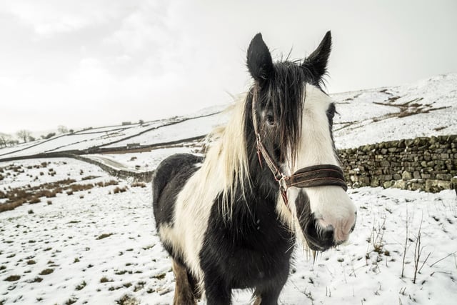 A horse in a snowy field near Reeth in North Yorkshire