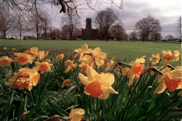After a cold wet winter the spring Daffodils are a breath of fresh air as this picture shows  on The Stray at Harrogate with Christ Church in the background.