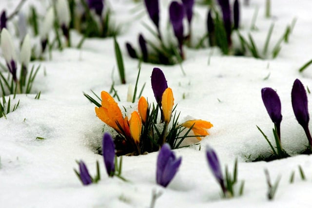 Despite the week long snow and wintry weather across the region, spring was just around the corner , the evidence is these crocus poking through the snow on Harrogate Stray.