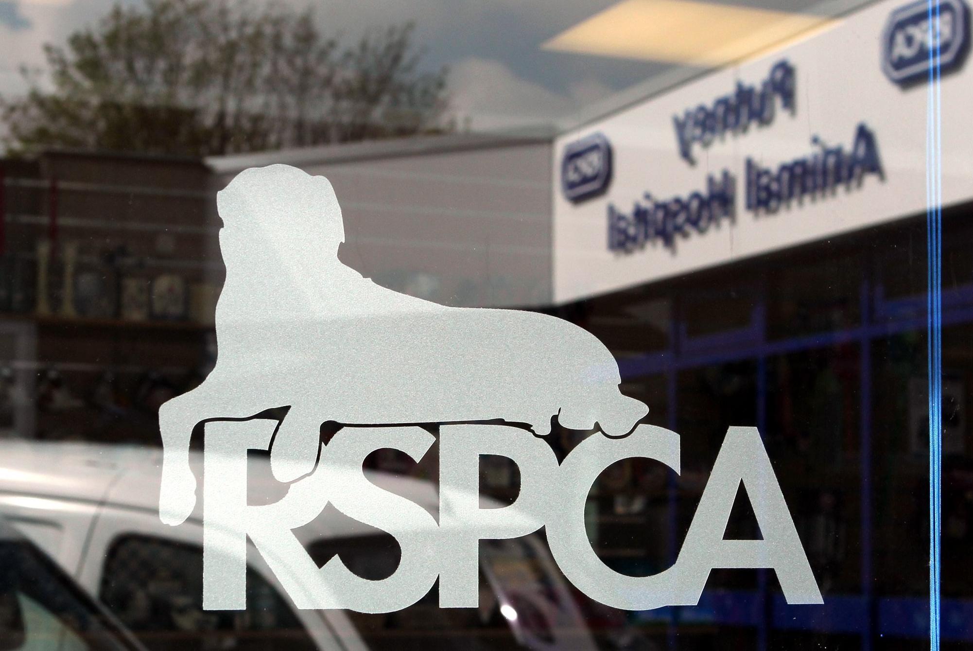 Hampshire RSPCA teams face immense strain as incidents increase, prompting appeal for more adopters