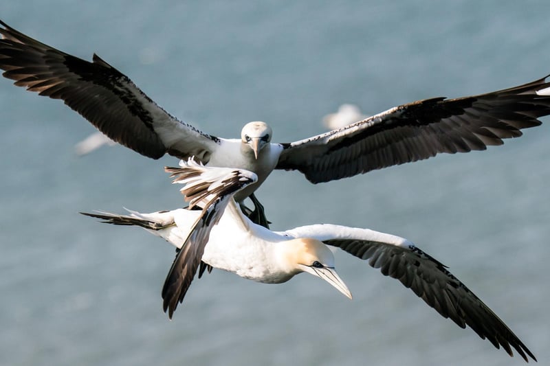 The gannets which nest here are (of course) northern gannets, which migrate to Bempton each season from West Africa