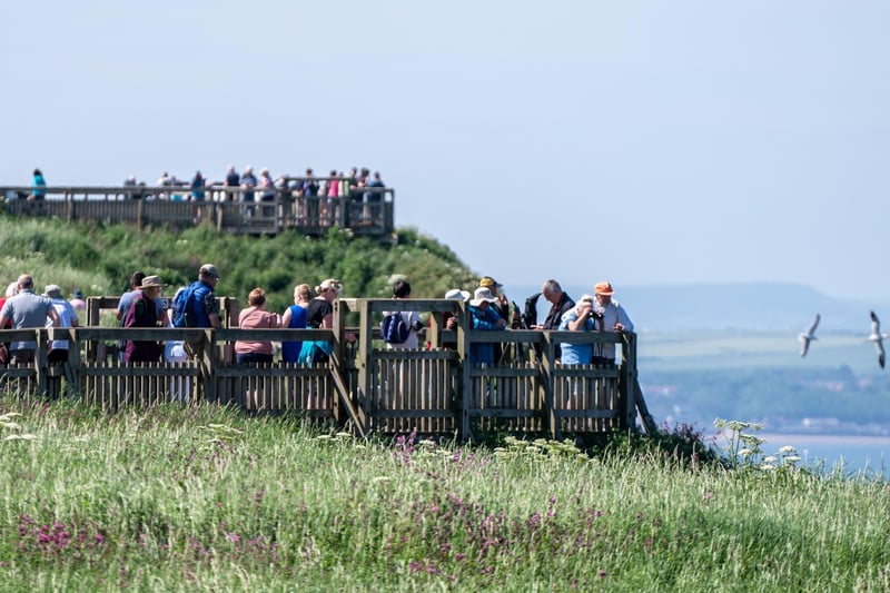 Thousands of people visit the cliffs every year to catch a glimpse of this amazing spectacle.