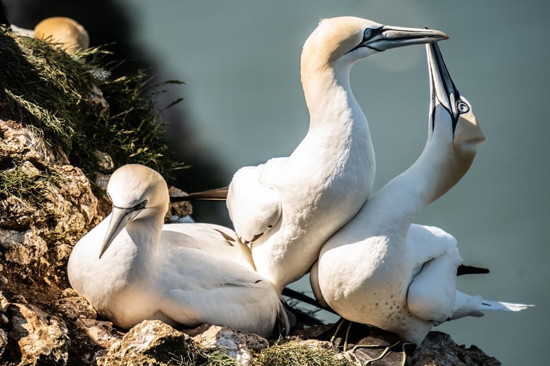 Gannets can be known to fight over a potential nest site.